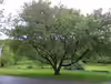 Acer pseudoplatanus