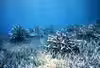 Acropora abrolhosensis
