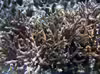 Acropora acuminata