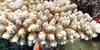 Acropora anthocercis