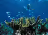 Acropora palmata