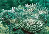 Acropora samoensis