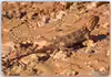 Agama mutabilis