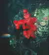 Alcyonium acaule