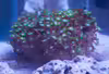 Alveopora spongiosa