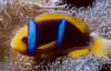 Amphiprion chrysopterus
