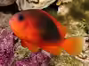 Amphiprion ephippium