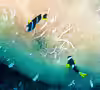 Amphiprion sebae