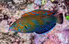 Anampses caeruleopunctatus