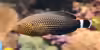 Anampses lineatus