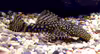 Ancistrus triradiatus