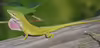 Anolis carolinensis