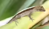 Anolis cupreus