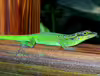 Anolis roquet summus