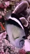 Apolemichthys griffisi