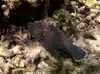 Arothron meleagris