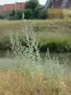Artemisia absinthium