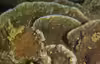 Astreopora explanata