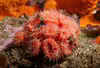 Balanophyllia bairdiana