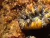 Balanophyllia europaea