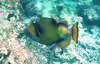 Balistoides viridescens