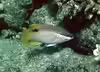 Bodianus albotaeniatus