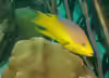 Bodianus rufus