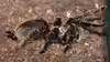 Brachypelma albopilosum