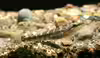 Butis amboinensis
