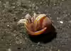 Calcinus vachoni