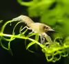 Cambarellus diminutus