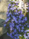 Campanula poscharskyana