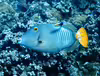 Cantherhines dumerilii