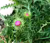 Carduus nutans