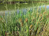 Carex acuta