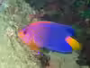 Centropyge interrupta
