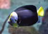 Chaetodontoplus meredithi
