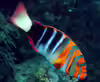 Choerodon fasciatus