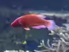 Cirrhilabrus rubrisquamis