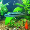 Crenicichla albopunctata