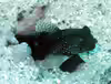 Cryptocentrus fasciatus
