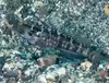 Cryptocentrus sericus