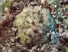 Cycloseris mokai