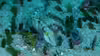 Cymolutes torquatus
