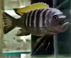 Cynotilapia aurifrons