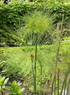Cyperus papyrus