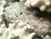 Cyphastrea chalcidicum