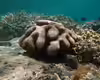 Cyphastrea serailia