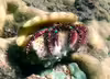 Dardanus guttatus