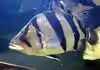 Datnioides campbelli